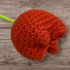 Orange Tulip